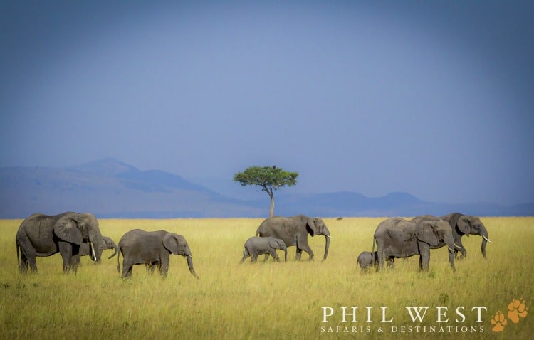 Elephants on a Phil West Safari for TravelSquire