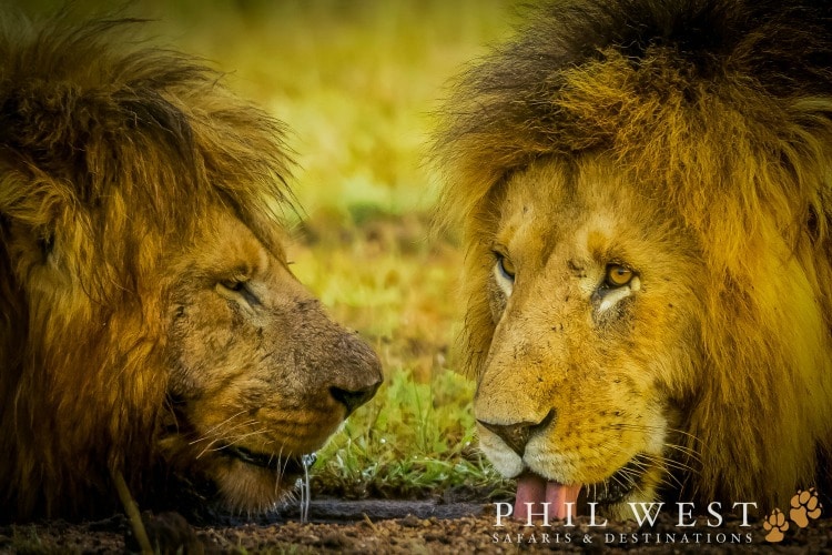 Lion Country, Maasai Mara Game Reserve on TravelSquire
