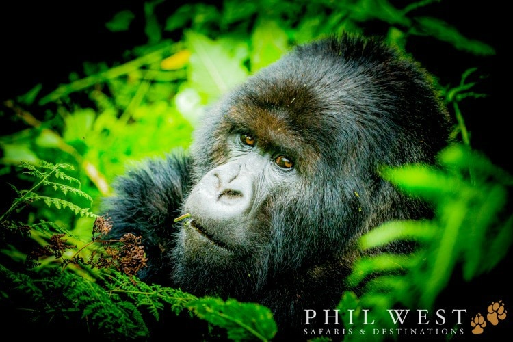 Silverback Gorilla Rwanda on a Phil West Safari for TravelSquire