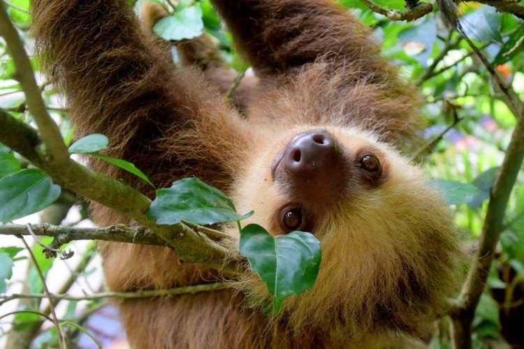 Sloth in Costa Rica | TravelSquire