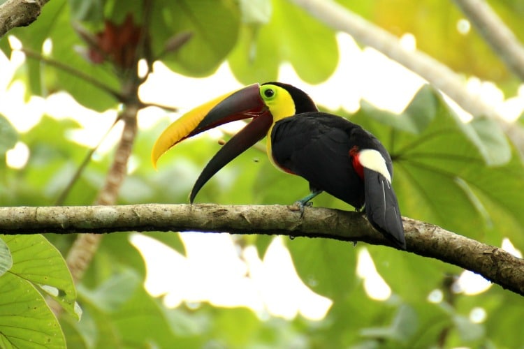 Toucans are one of the Costa Rica highlights on TravelSquire