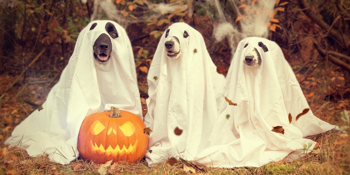 Halloween images on TravelSquire