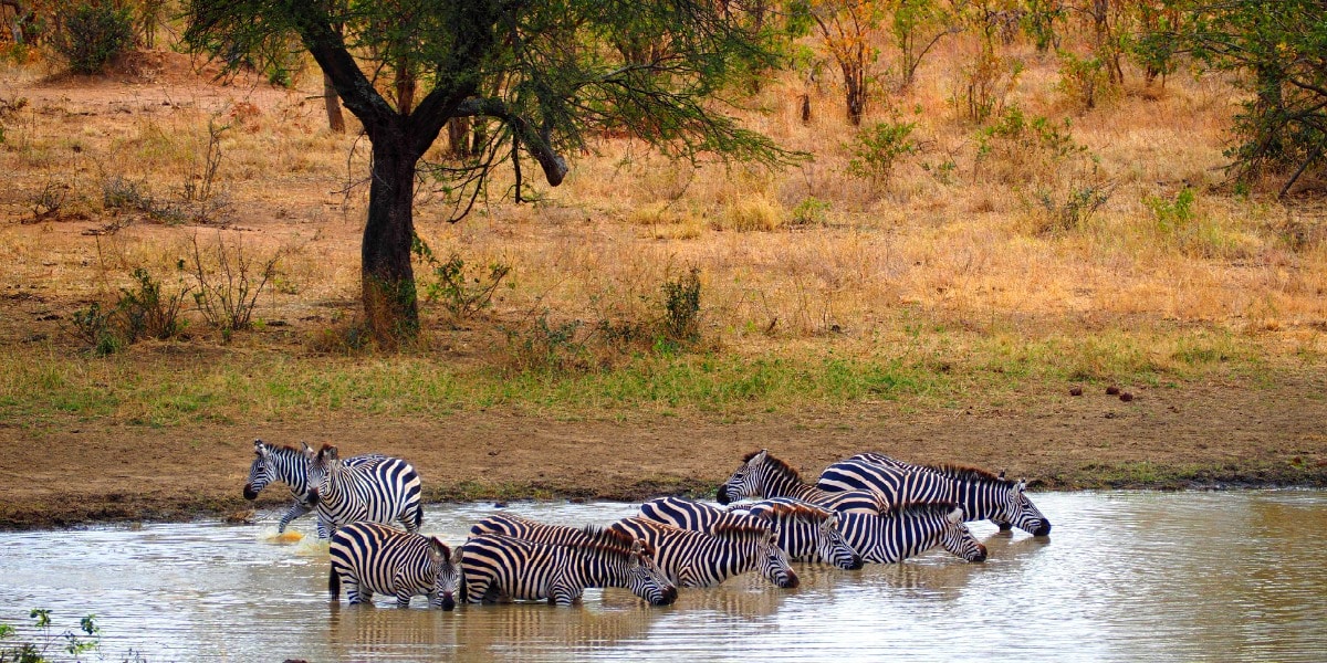 Zebras in Tarangire National Park featured in a Tanzania Photo Essay on TravelSquire