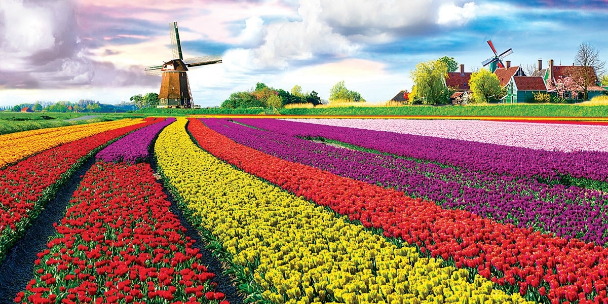 A Look at Tulip Festivals Around the World TravelSquire