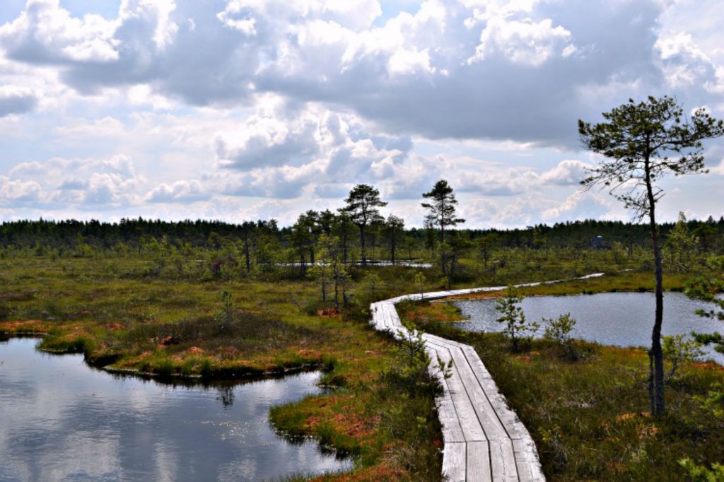 Bogs in Sooma National Park, estonian national park, estonia, bogs, nature, sooma, european national parks