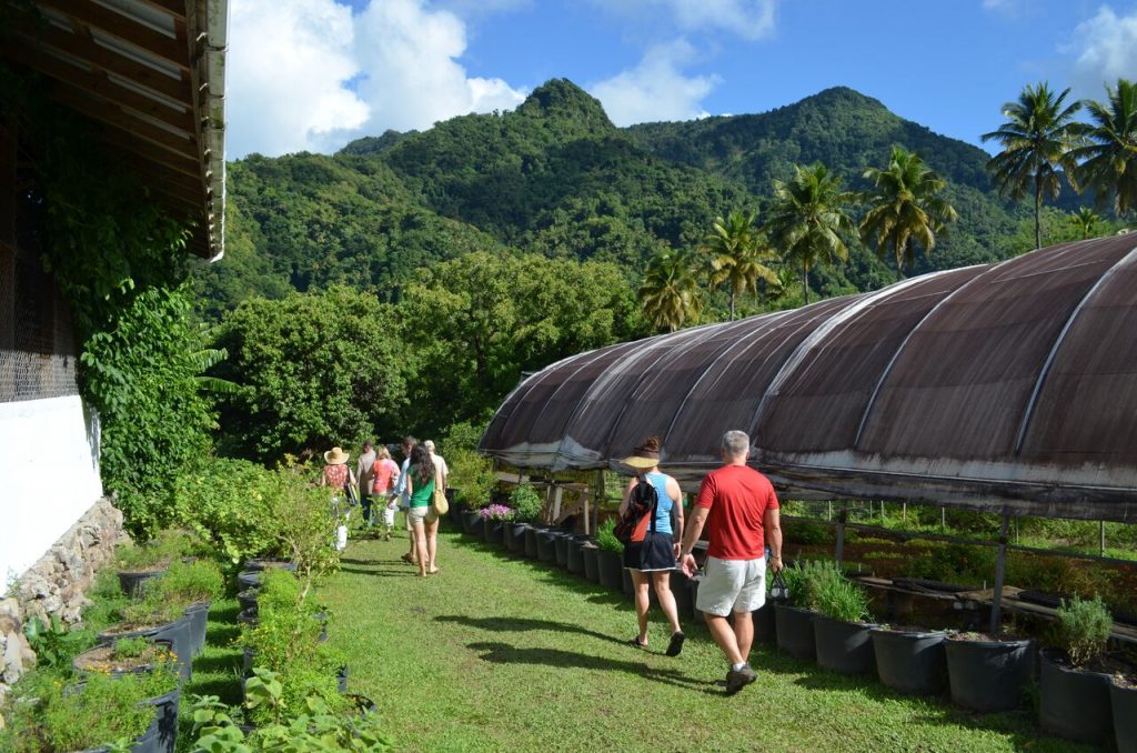 Guests exploring Emerald Farm, st lucia, st. lucia, chocolate lab, hotels, carribean hotels, st lucia resorts, jade mountain, Anse chastanet, nick troubetzkoy, emerald farm, coral spawning, coral spawning st. Lucia, scuba diving, scuba st. Lucia, snorkeling, cocoa, cocoa plantation, farm st lucia, vacation, hotel, bird, birding, bird watching, bird watching st lucia, nature, st lucia wildlife, native birds of st lucia, things to do st lucia