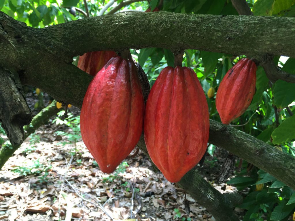 Cocoa pods - Photo courtesy of Lora Wiley-Lennartz