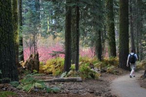 Crescent Meadow in Sequoia National Park