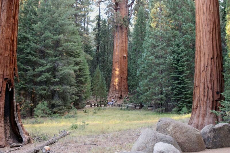 General Sherman tree, World’s Largest, Sequoia Natioanl Park