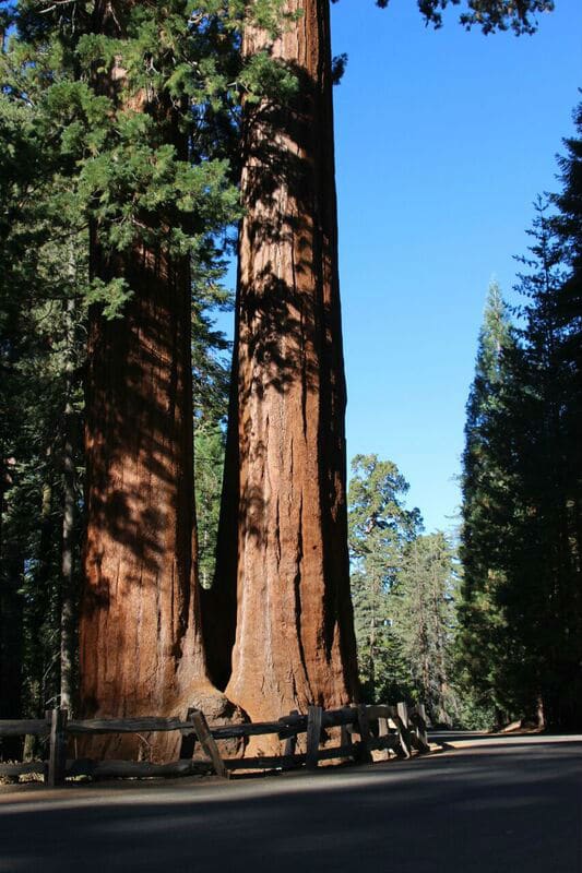 Sequoias in Grant Grove