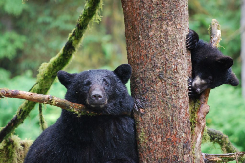 A black bear sow and her cubs wait in a tree for brown bears to finish fishing at AnAn Wildlife Observatory near Wrangell