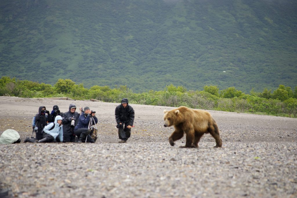 A group of visitors to Hallo Bay Bear Camp waits for a coastal brown bear to move on by during an observing session.