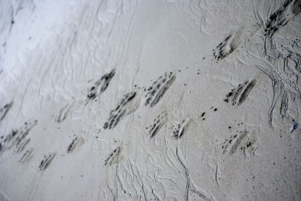 Bear footprints in Alaska