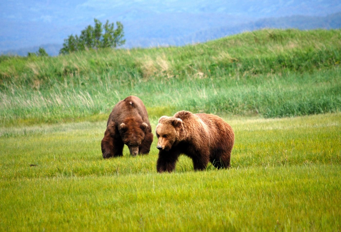 Bear in Summer in Alaska