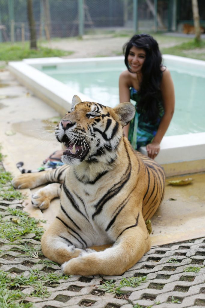 Indochinese Tiger with Shveta Sontakey