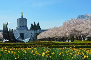 Cherry Blossoms in Salem Oregon