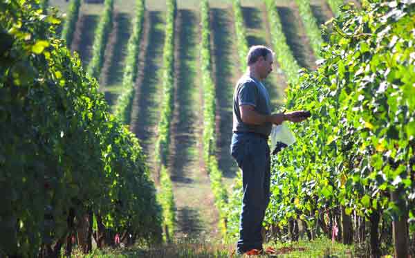 Winemaker Tony Rynders Samples Pinot-Noir Grapes Photo-by-Craig Camp