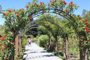 Rose Garden - Botanic Gardens Christchurch