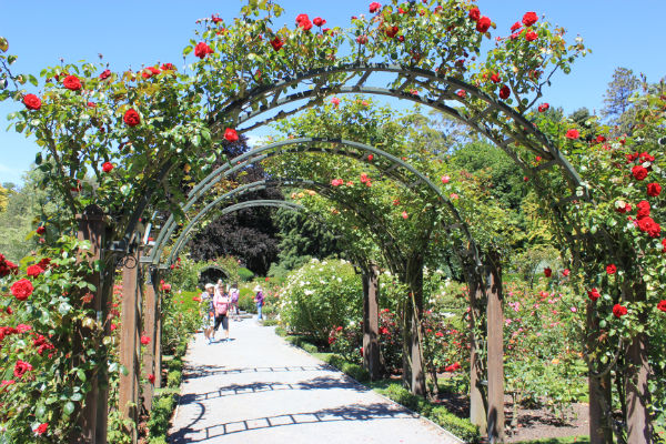Rose Garden - Botanic Gardens Christchurch