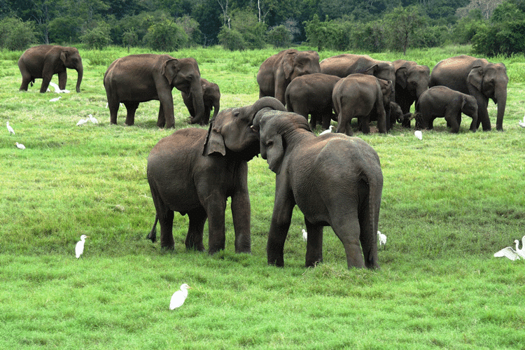 Sri-Lanka-Is-Home-to-4000-elephants-OPT