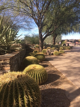 arizona desert garden botanical