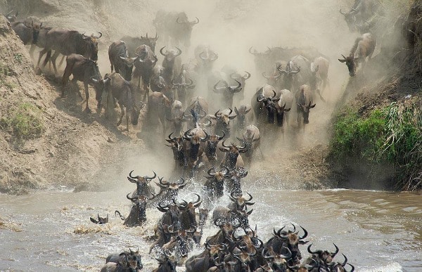 Wildebeest Crossing the Mara River in Tanzania in the #greatmigration on TravelSquire