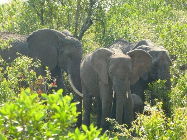 Elephants spotted on a safari in Tanzania featured on TravelSquire