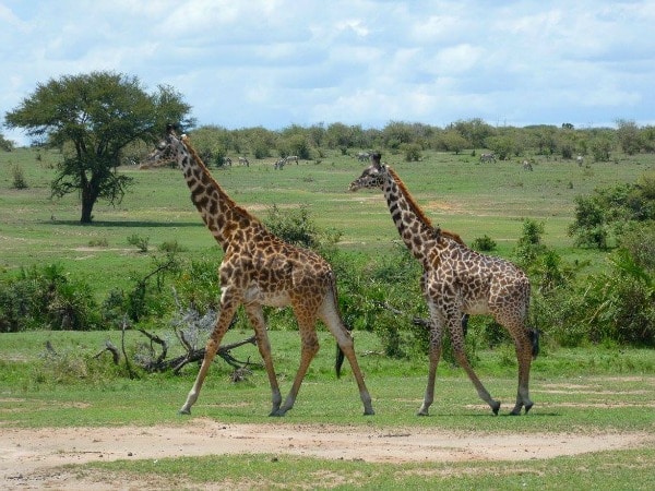 Giraffes spotting on a safari in Tanzania featured on TravelSquire