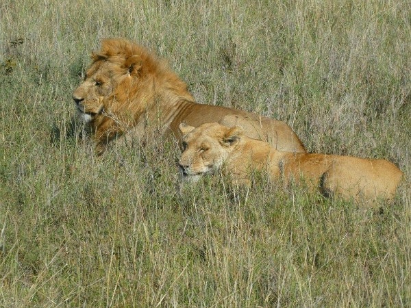 Lions on the Serengeti on TravelSquire