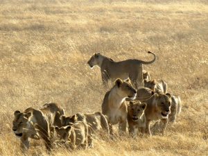 Lions inside the Ngorongoro Crater in Tanzania featured on TravelSquire