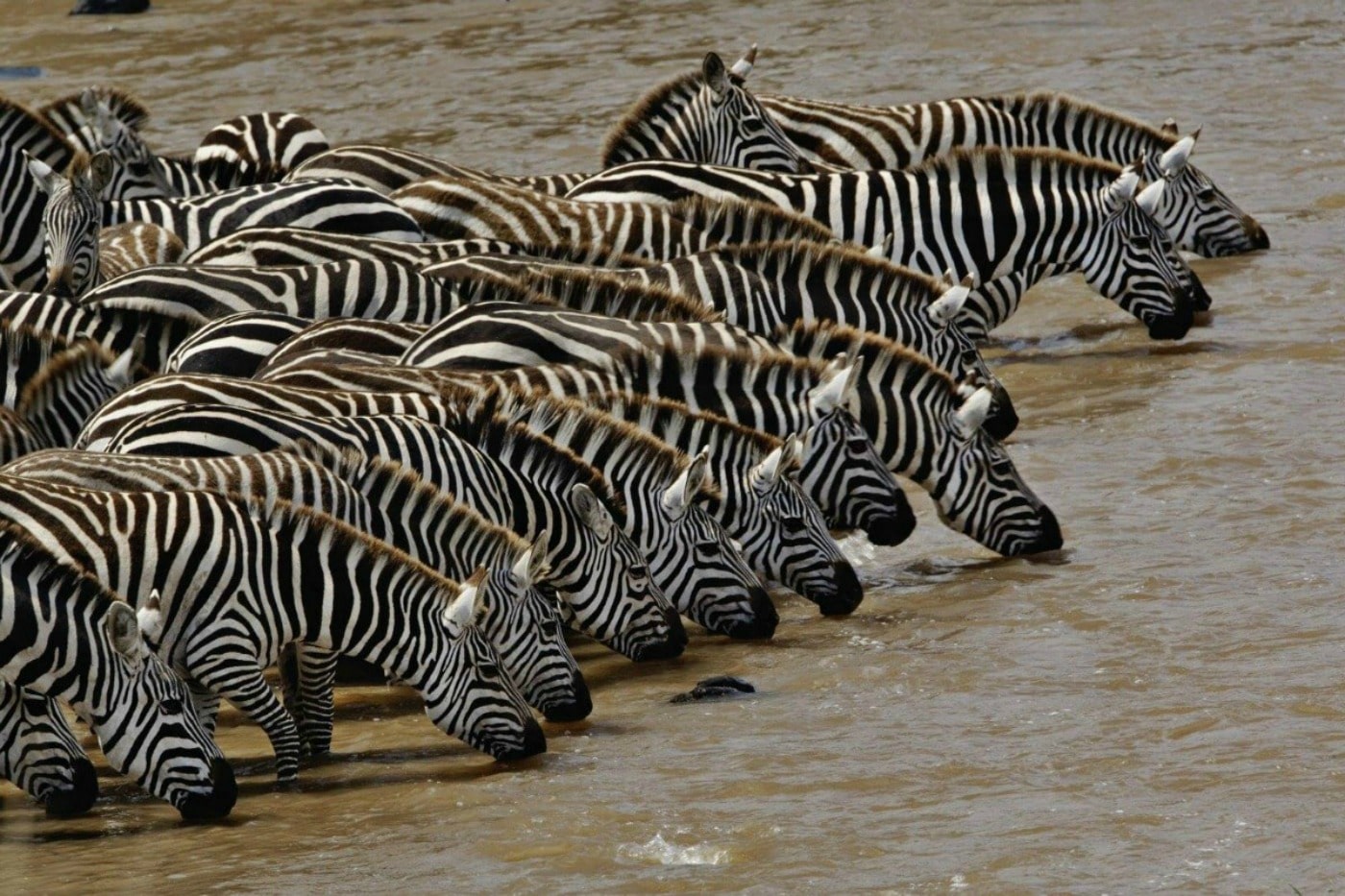 Safari: Going Wild for Tanzania's Wildlife | TravelSquire