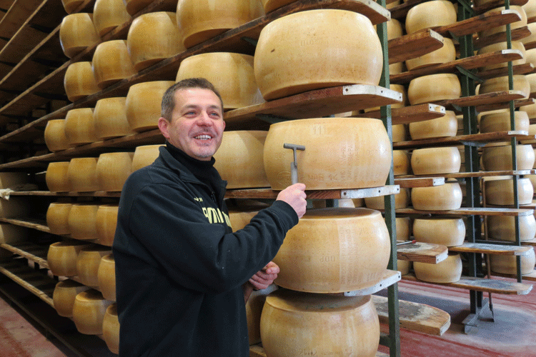 At-La-Razza-Parmigiano-Reggiano-factory,-Proprietor-Paolo-Zoboli-taps-cheese-to-check-quality-OPT