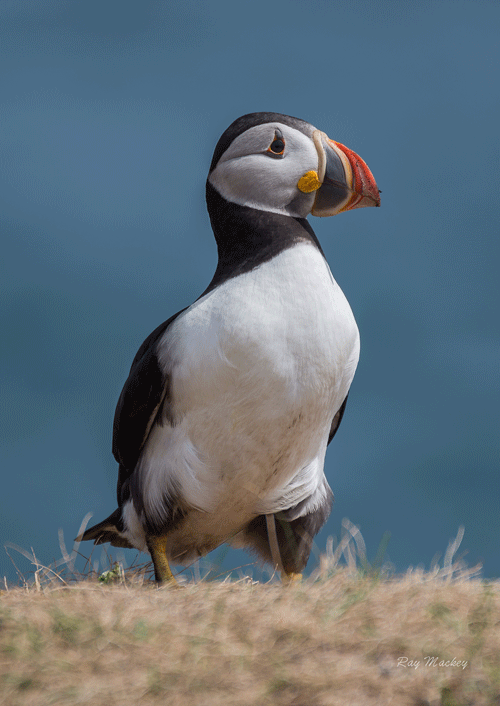 Puffin-Photo-OPT
