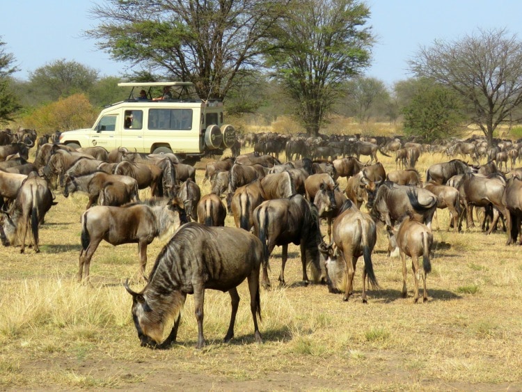 Serengeti Great Migration on safari with TravelSquire