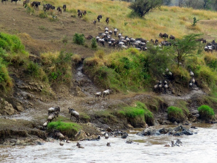 Serengeti Great Migration on safari with TravelSquire.com