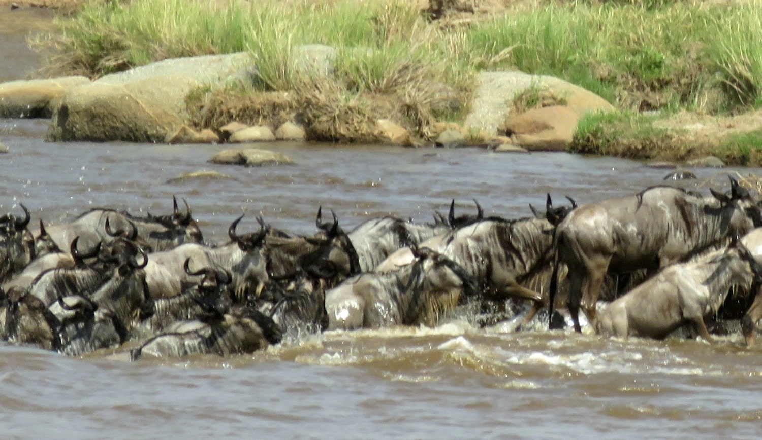 Serengeti Great Migration on Safari with TravelSquire.com