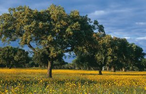 Alentejo Portugal on TravelSquire