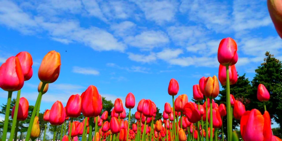 tulip festivals