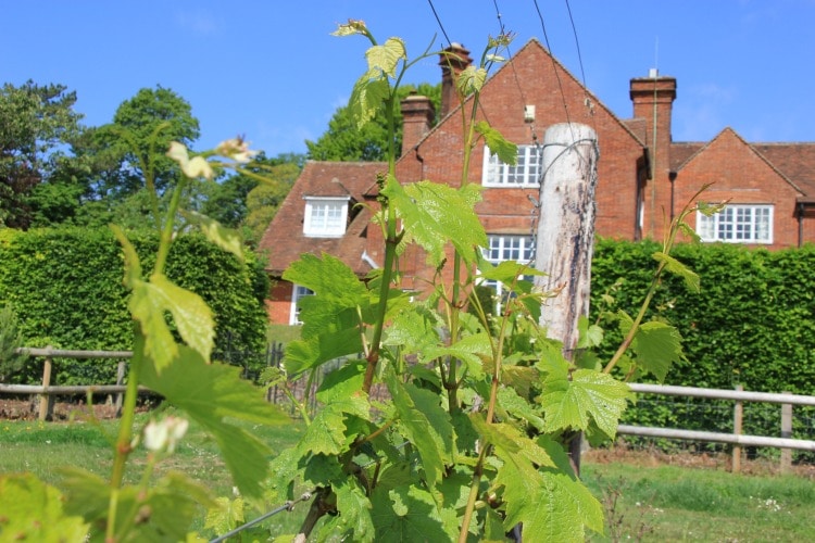 Hampshire England sparkling wines on TravelSquire