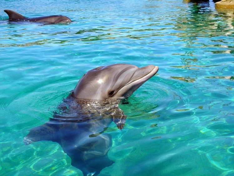 Dolphin Reef in Eilat on TravelSquire