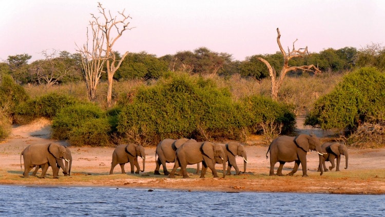 Elephants in Botswana on 2020 Top Destinations for TravelSquire
