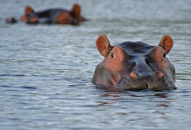 Hippos in Botswana on TravelSquire