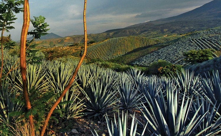 Jalisco Agave Fields on TravelSquire