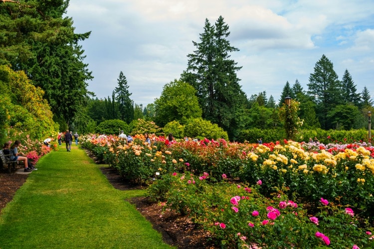 Oregon Portland International Rose Garden on TravelSquire