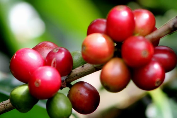 Geisha beans coffee is among the higlights of Panama on TravelSquire
