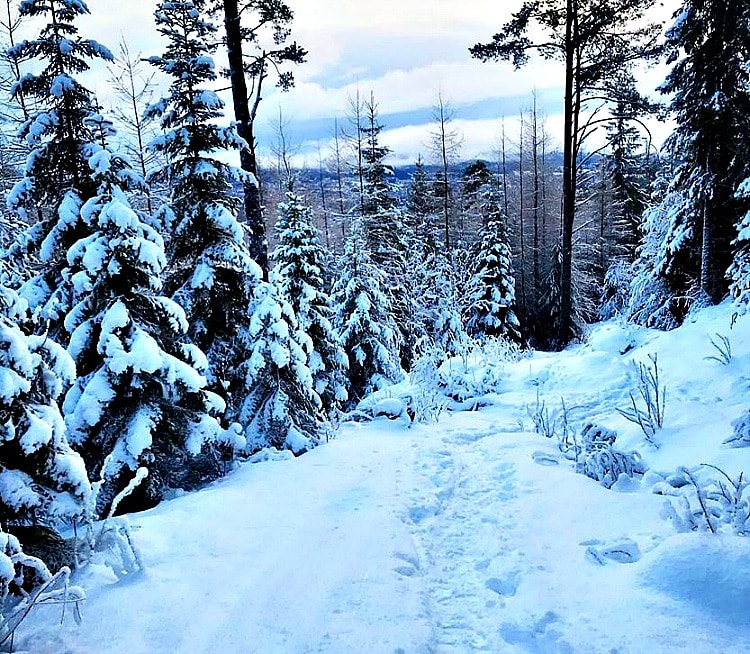Winter in the forest by Trondheim on TravelSquire