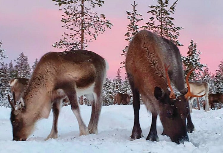 Reindeer in the Lapland on TravelSquire