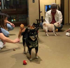 Mamashibi Dog Cafe on TravelSquire