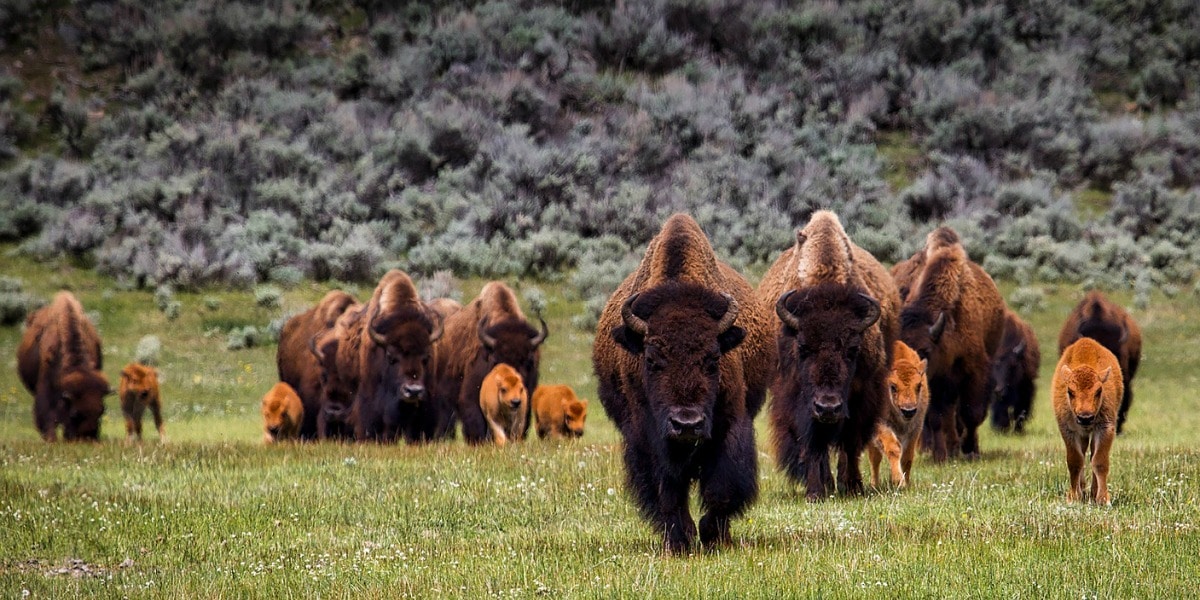 USA National Parks 