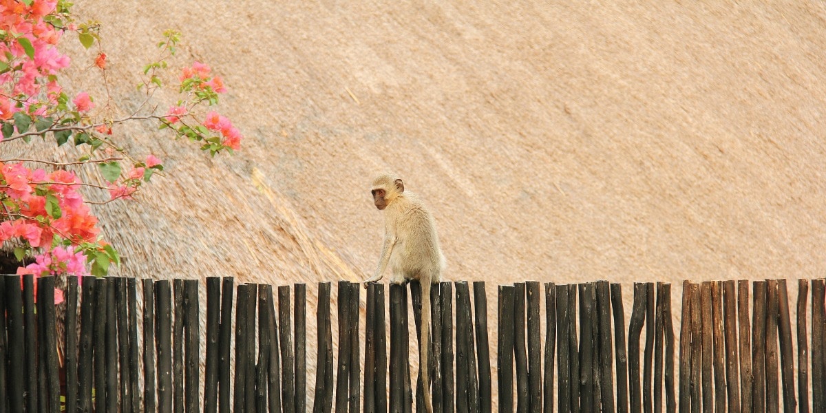 scenes from South Africa